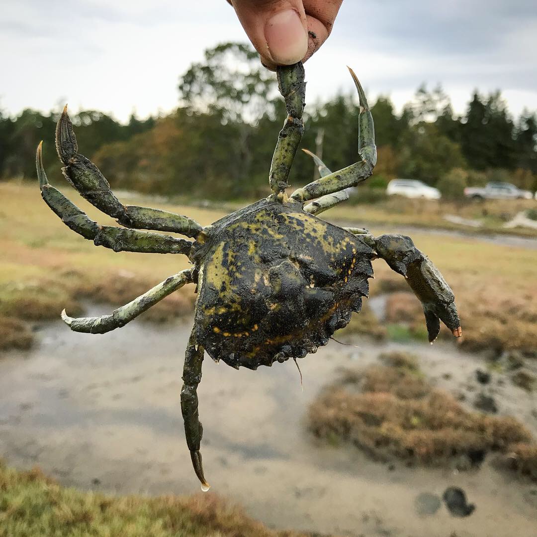 European Green Crab Invasive