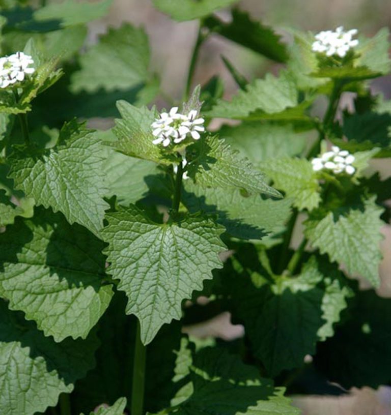 WISC Washington Invasive Species Council
