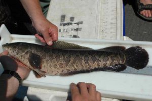 WISC - Washington Invasive Species Council