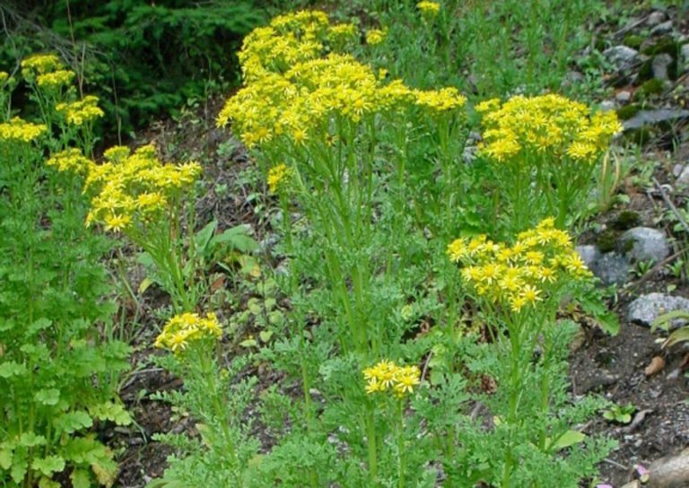 WISC Washington Invasive Species Council