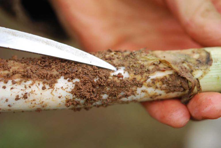 WISC Washington Invasive Species Council