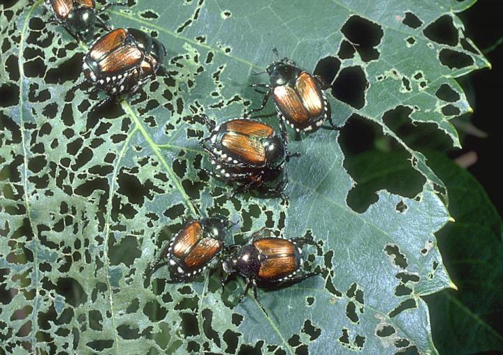 all-natural-ways-to-save-your-garden-from-japanese-beetles-off-the