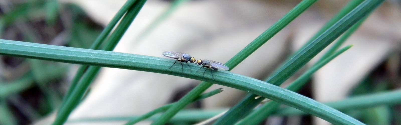 WISC Washington Invasive Species Council
