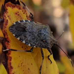 WISC - Washington Invasive Species Council