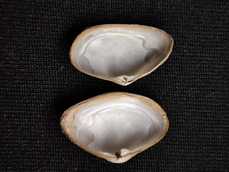 WISC Washington Invasive Species Council