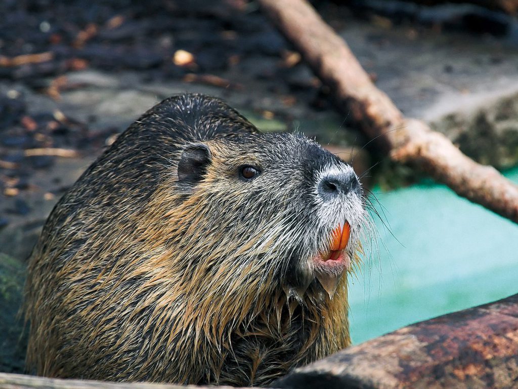 A nutria with orange teeth emerges from the water