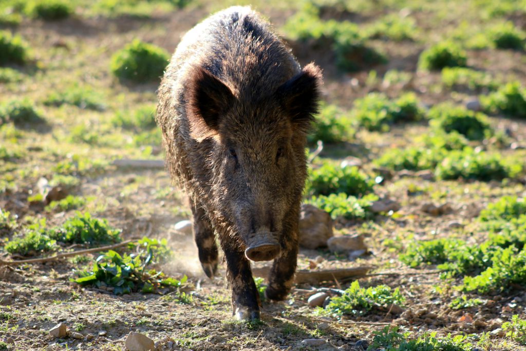 Wild boar walking on grass